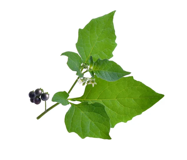 Solanum nigrum geïsoleerd. — Stockfoto