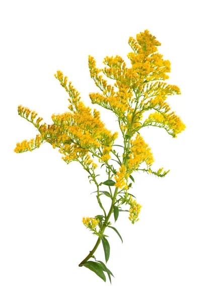Solidago, commonly called goldenrods. Isolated. — Stock Photo, Image
