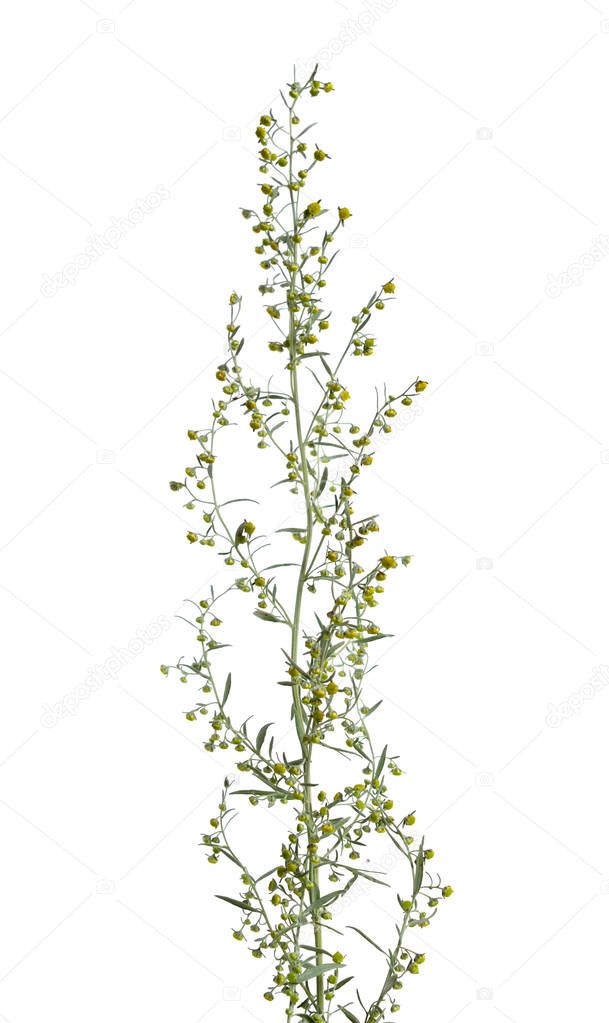 Artemisia absinthium  isolated on white. 