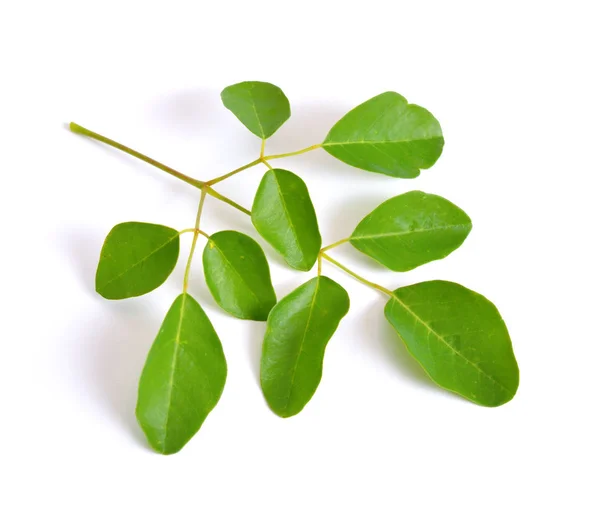Moringa oleifera blättert. isoliert auf weißem Hintergrund — Stockfoto