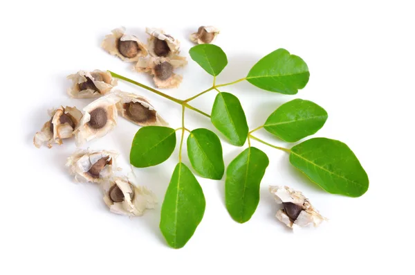 Moringa oleifera seeds with leawes. Isolated on white background — Stock Photo, Image