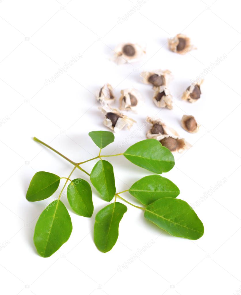 Moringa oleifera seeds with leawes. Isolated on white background