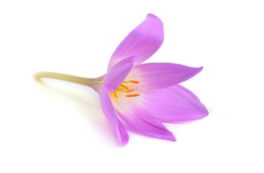 Colchicum flower isolated on white background clipart