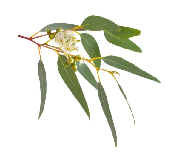 Kwitnąca eukaliptusa. Na białym tle. — Zdjęcie stockowe