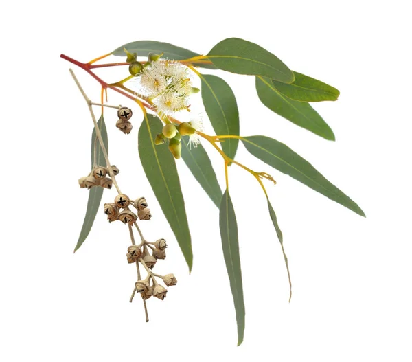 Eucalipto florescente com frutas secas. Isolado em backgro branco — Fotografia de Stock