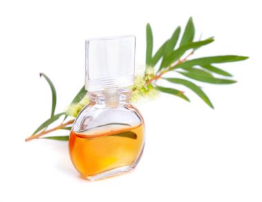 Melaleluca (çay ağacı) uçucu yağ dal ve çiçeklerle.