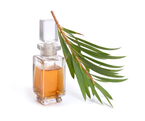 Melaleluca (tea tree) essential oil with twig. — Stock Photo, Image