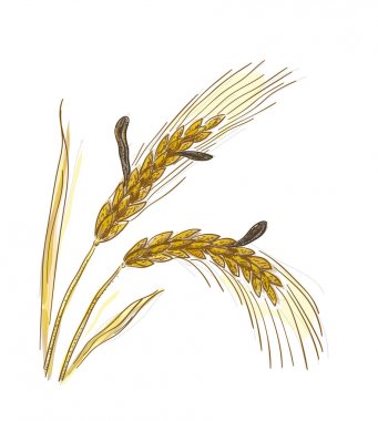 Claviceps purpurea, Ergot veya ergot fung. Vektör çizim.