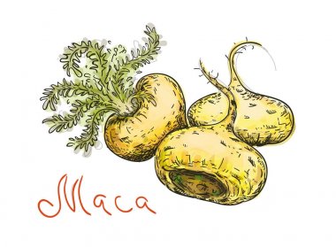 Lepidium meyenii, maca,  maca-maca, maino, ayak chichira, ayak w