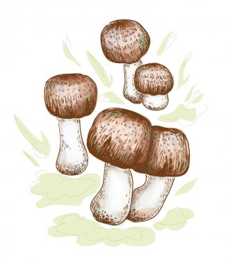 Agaricus blazei murill. Vektör çizim