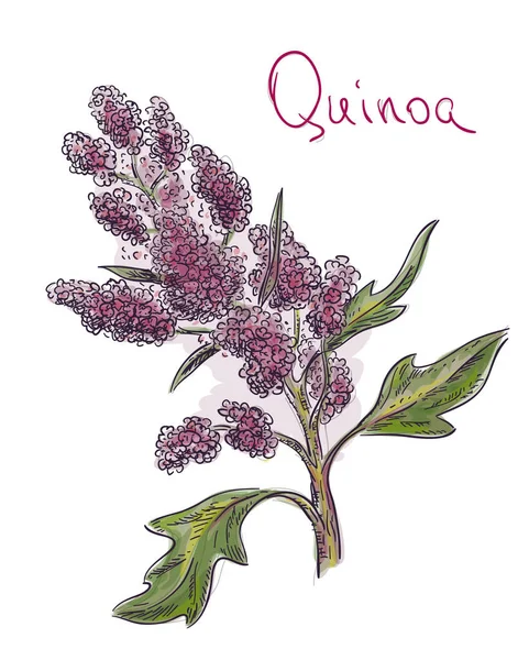 Quinoa, Chenopodium quinoa, kinw?, k? nova, Quechua kinwa, kinuw — Archivo Imágenes Vectoriales