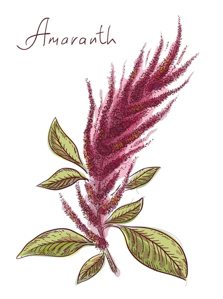 Amaranthus eller amaranth. Vektorillustration. — Stock vektor