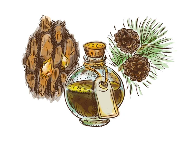 Alquitrán de pino en una botella con rama y corteza. Imitación de acuarela — Archivo Imágenes Vectoriales