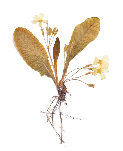 Herbarium of Primula pressed plant isolated on a white backgroun — Stock Photo, Image