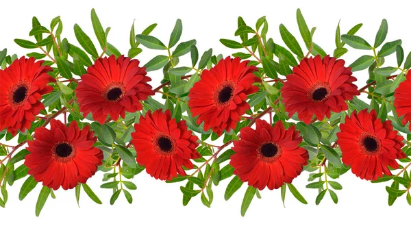 Borda sem costura com flores de gerbera vermelho. Isolados — Fotografia de Stock