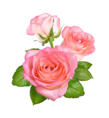 Pembe Gül çiçek bileşimi. Beyaz arka plan üzerinde izole