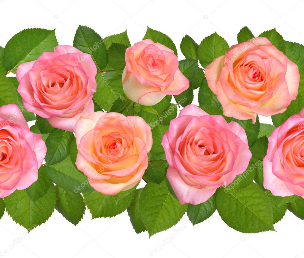Horisontal Seamless border with Pink roses. Isolated on white ba