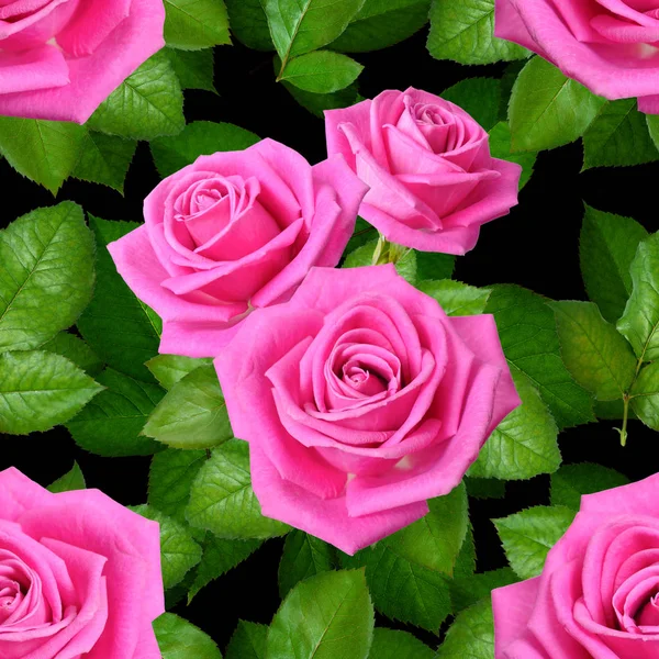 Fundo sem costura com rosas cor-de-rosa sobre fundo preto — Fotografia de Stock