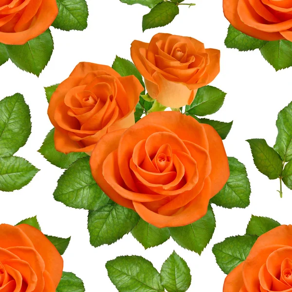 Bezešvé pozadí s oranžové růže na bílém pozadí — Stock fotografie