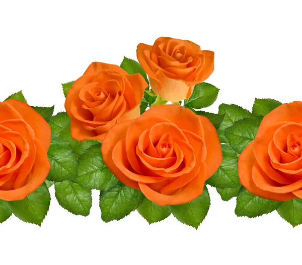 与橙玫瑰无缝边界。在白色背景上被隔离 — 图库照片