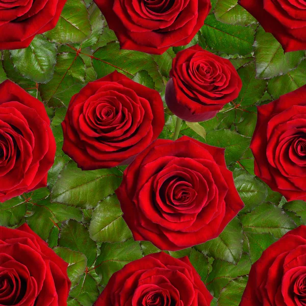 Bezešvé pozadí s červenými růžemi — Stock fotografie