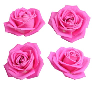 Pembe Gül ile ayarlayın. Beyaz arka plan üzerinde izole