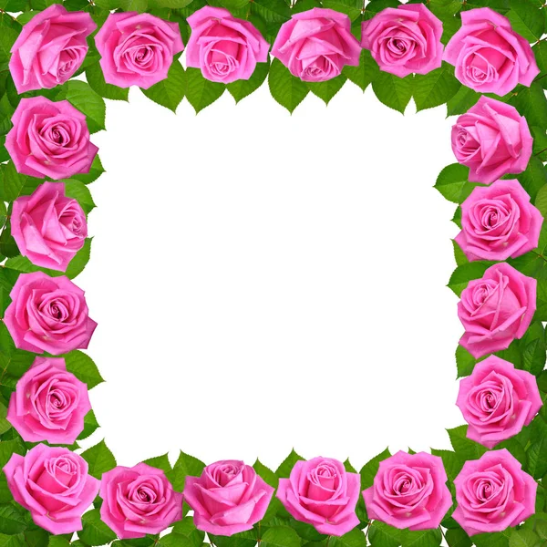 Frame with Pink roses. Isolated on white background — Stock Photo, Image