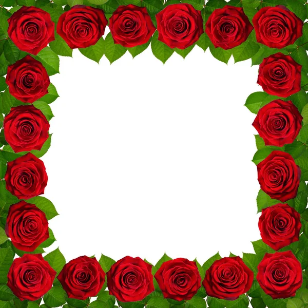 Rám s červenými růžemi. Izolované na bílém pozadí — Stock fotografie