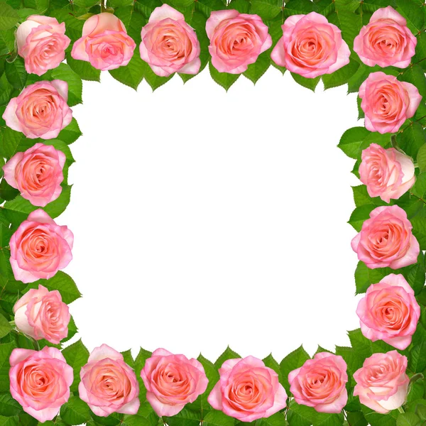 Κορνίζα με ροζ τριαντάφυλλα. Απομονωμένα σε λευκό φόντο. — Φωτογραφία Αρχείου