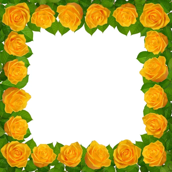 Κορνίζα με κίτρινα τριαντάφυλλα. Απομονωμένα σε λευκό φόντο — Φωτογραφία Αρχείου