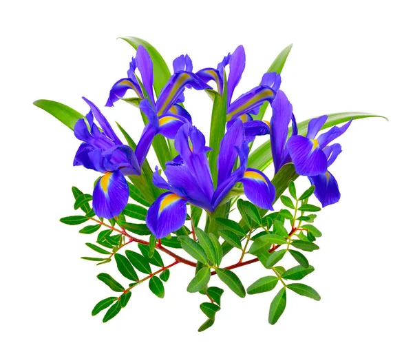 Beyaz arka plan üzerinde izole mavi iris ile kompozisyon — Stok fotoğraf