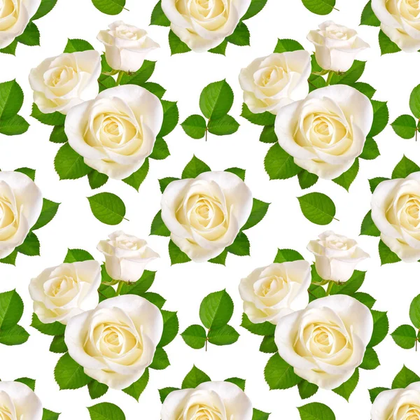 Bezešvé pozadí s bílou růží. Izolované na bílém poz — Stock fotografie