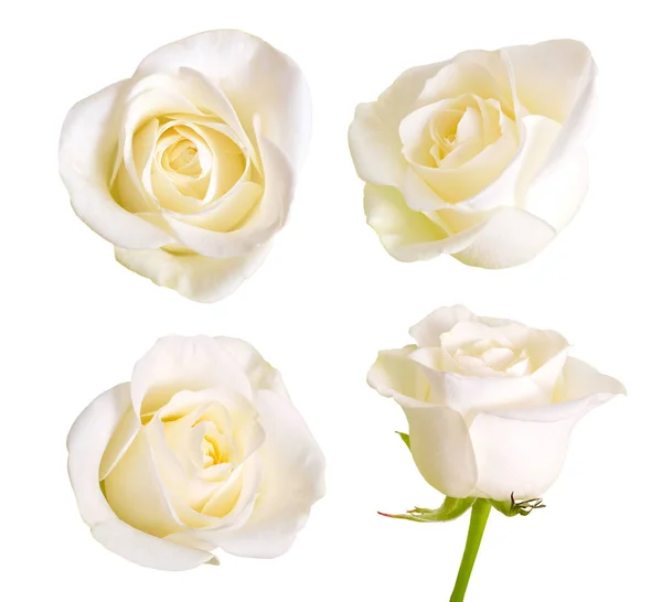 一套白玫瑰。在白色背景上被隔离. — 图库照片