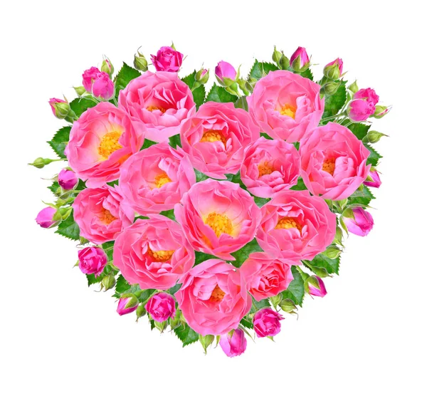 Heart of pink roses. Isolated on white background — Stock Photo, Image