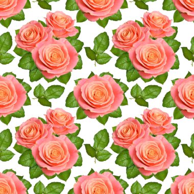 Pembe Gül ile sorunsuz arka plan. Beyaz adam izole