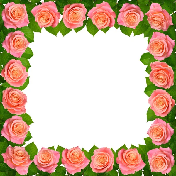 Moldura com rosas cor de rosa. Isolado sobre fundo branco — Fotografia de Stock