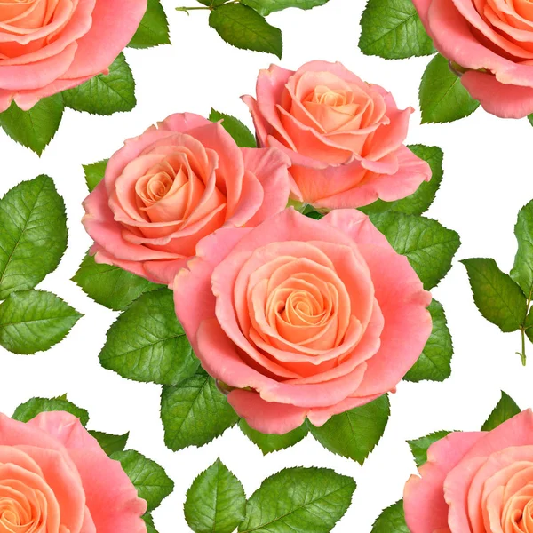 Bezešvé pozadí s růžových růží. Izolované na bílém poza — Stock fotografie