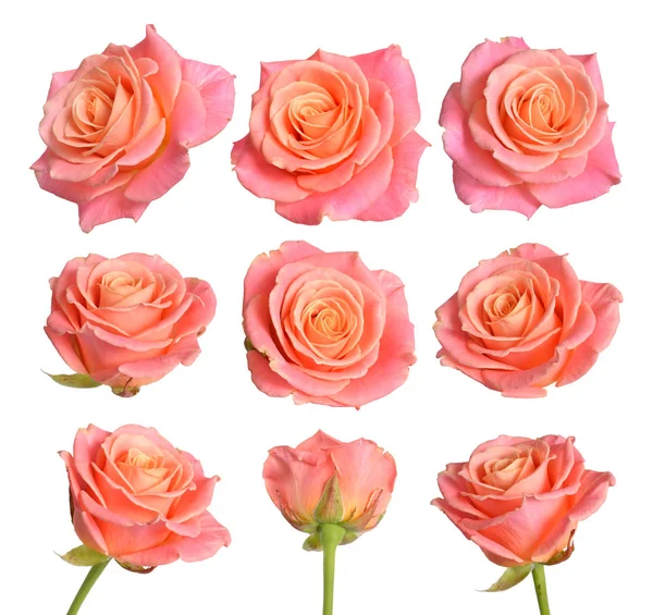 Set roze met oranje rozen. Geïsoleerd op witte achtergrond — Stockfoto