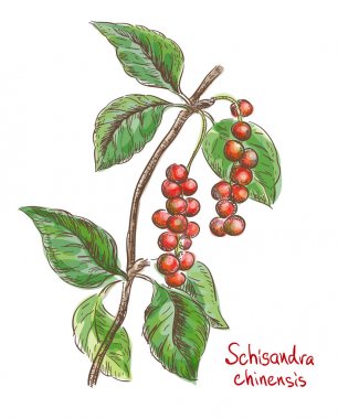Schisandra Çince veya beş lezzet berry. Vektör çizim