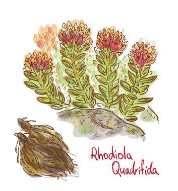 Rhodiola quadrifida bitki kurutulmuş kök ile. Vektör çizim.