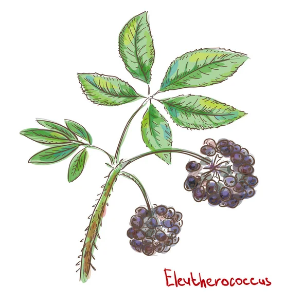 Eleutherococcus, Eleuthero o ginseng siberiano. Ilustración vectorial — Archivo Imágenes Vectoriales