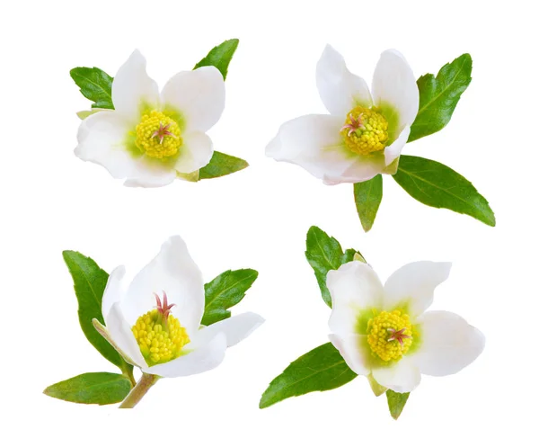 Hellebore, Commonly known as hellebores or "winter rose", "Chris — Stock Photo, Image
