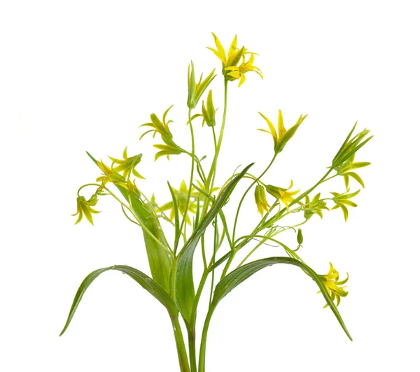 Gagea or yellow star-of-Bethlehem for the common European specie — Stock Photo, Image