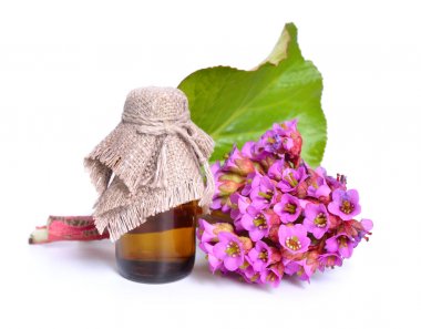Bergenia crassifolia. Kalp bu tür ortak adlarını içerir