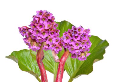 Bergenia crassifolia. Common names for the species include heart clipart
