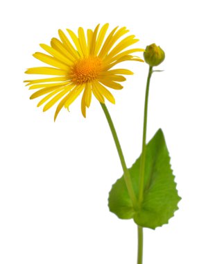 Doronicum, Leopard'ın-banes bilinir. Beyaz adam izole