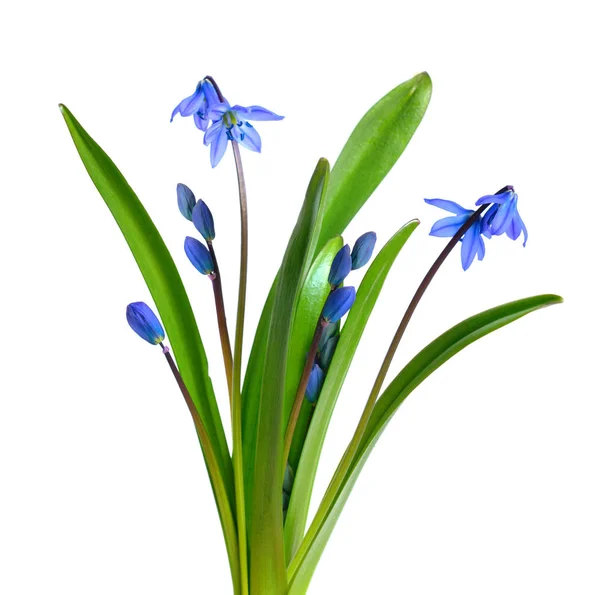 Blue Scilla flowers or Scilla siberica, Squill. Isolated on whit — Stock Photo, Image