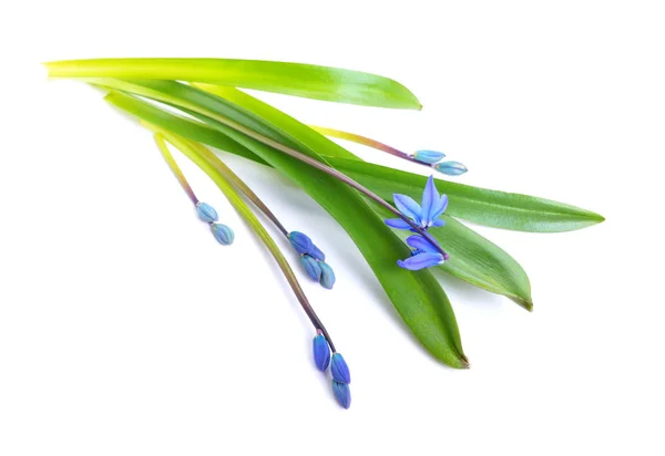 Blue Scilla flowers or Scilla siberica, Squill. Isolated on whit — Stock Photo, Image