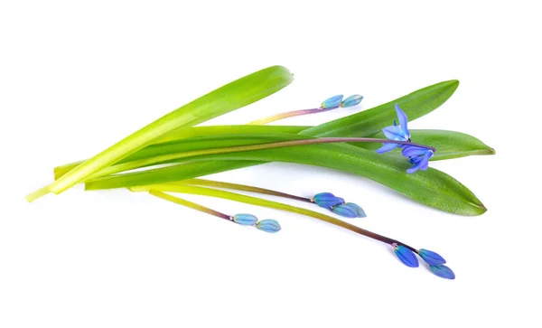 Blauwe Scilla bloemen of Scilla siberica, peruviana. Geïsoleerd op whit — Stockfoto