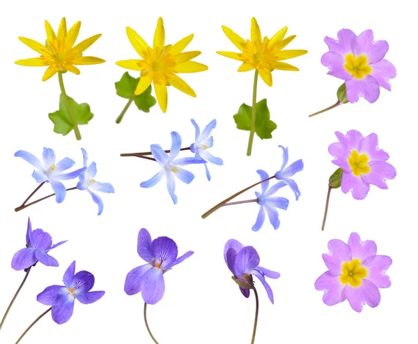 Collection set with little spring flower Caltha, Scilla, viola, — Stock Photo, Image